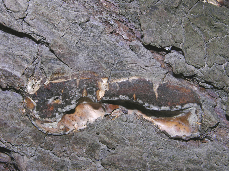 Da determinare  (Bjerkandera fumosa)